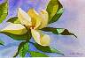Watercolor of a magnolia blossom in full bloom.
