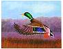 Acrylic painting of a duck coming in for a landing - watch out fer them hunters duckie!