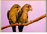 This was a comissioned large watercolor of two love birds, but look more like Amazon parrots to me - I named it "Mutt and Jeff".