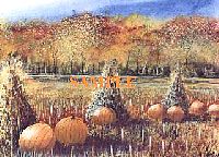 pumpkinpatch.jpg