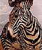 zebra.jpg